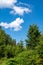 Beautiful summer landscape. Pines trees. Blue sky.