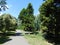 beautiful summer landscape tall trees and a picturesque path