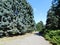 beautiful summer landscape tall trees and a picturesque path