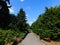 beautiful summer landscape tall trees and a picturesque path