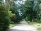 beautiful summer landscape tall trees and a picturesque path