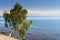 Beautiful summer landscape with tilted birch growing on the shore of lake Baikal