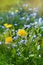 Beautiful summer meadow with flowers dandelions and forget-me-nots, lovely landscape of nature