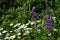 Beautiful summer meadow with violet lupin and white daisy flowers. Country garden in the summer