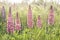 Beautiful summer mood with closeup of colorful garden lupines in morning sunlight