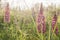 Beautiful summer mood with closeup of pink garden lupines in morning sunlight