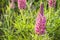 Beautiful summer morning mood of natural meadow with closeup of pink garden lupines