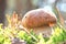 Beautiful summer mushroom closeup in pine forest amongst needles and moss