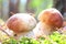 Beautiful summer mushroom closeup in pine forest amongst needles and moss