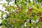 Beautiful summer natural background, red ripe edible irgi berries, Amelanchier, ornamental garden shrub, green foliage of a tree