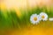 Beautiful summer nature background with pair daisy flowers in green grass in sunlight. Artistic toned image, macro landscape
