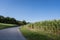 Beautiful summer nature with corn field