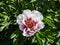 Beautiful, summer peony paeonia `Cora Louise` with large, pure white, semi double flowers, that open to flushed lavender to