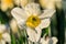 Beautiful summer Poeticus daffodils