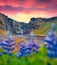 Beautiful summer scenery. Dramatic sunrise on Stjornarfoss waterfall and blooming loopine flowers on foreground