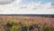 Beautiful summer seasonal photograph. Summer field with willow herbs and great colors. Landscape after bushfire in VÃ¤stmanland, S