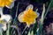 Beautiful summer Split-crowned daffodils Split-Corona