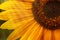 Beautiful summer sunflowers, natural blurred background, selective focus, shallow depth of field