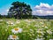 Beautiful summer sunny landscape with a field of daisies, blue sky and white clouds. lonely tree in the meadow and forest in the