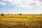 Beautiful summer wheat field with lying round bales, blue sky with clouds