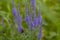 Beautiful summer wildflowers.