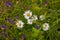 Beautiful summer wildflowers.