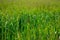 Beautiful summers day with the nature of mother earth showing in the greenery of the grass growing in a field. Close up,