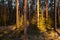 Beautiful summery lush boreal coniferous forest