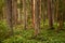 Beautiful summery lush boreal coniferous forest in Estonian nature