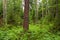 Beautiful and summery lush coniferous woodland