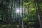 Beautiful sun burst and shadows in summer forest around Hallstatt, Austria