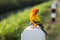 Beautiful Sun Conure parrot bird