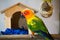 Beautiful sun conure playing in front of bird house