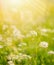 beautiful, sun-drenched spring summer meadow. A frame with soft selective focus