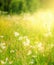 beautiful, sun-drenched spring summer meadow. A frame with soft selective focus