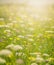 beautiful, sun-drenched spring summer meadow. A frame with soft selective focus