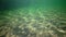 Beautiful sun glare on the seabed, numerous schools of Atherina pontica fish in the water column. Black Sea