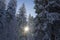 Beautiful sun and pine trees in Vitosha mountain, Bulgaria