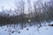 Beautiful sun rays through beech forest in the mountain