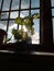 Beautiful sun-rays are coming through the window and passing from money plant cute leaves small hole like space in the morning.
