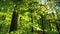 Beautiful sun rays fall through fresh green foliage in a beech forest