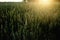 Beautiful sun rays at rye wheat field, amazing sunshine moment i