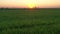 Beautiful sun rising sky over green agricultural field