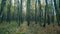 Beautiful sunbeams in magic autumn forest. Trees in forest in autumn on sunny day. Wide shot.