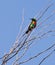 Beautiful Sunbird on a branch