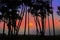 Beautiful sundown and sky with palm trees in countryside