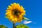 Beautiful sunflower against sunny blue sky background