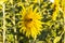 A beautiful sunflower with a bee on it against background. A beautiful bright summer nature background with sunflowers