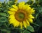 Beautiful sunflower blooming in summer morning