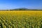 Beautiful sunflower blooming in sunflower field with blue sky background